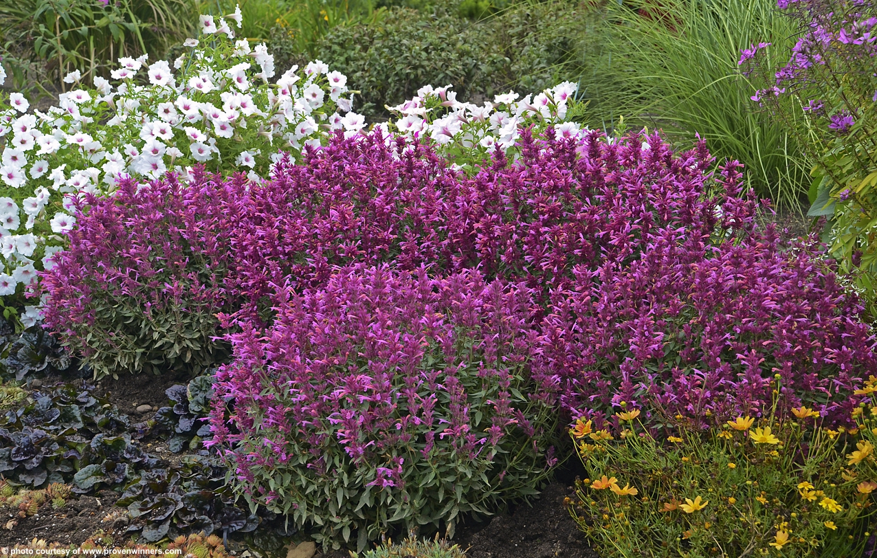 Agastache rupestris 'Rosie Posie'